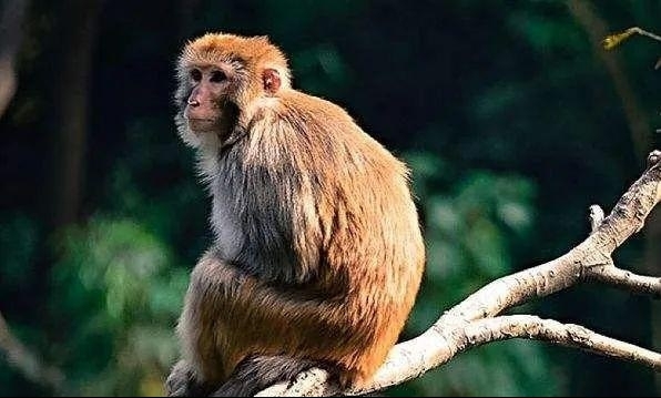 Tử vi 12 con giáp ngày 7/2/2023: Lộ trình thăng quan tiến chức của tuổi Thân hanh thông