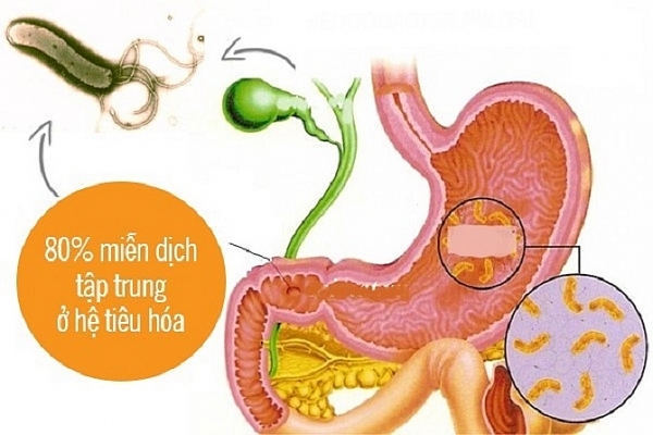 Tăng cường sức khỏe đường ruột, cho hệ tiêu hóa khỏe mạnh?