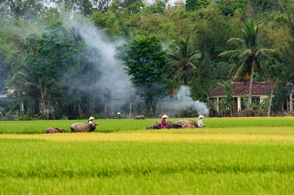 Nếu bạn yêu thích vẻ đẹp của nông thôn Việt Nam thì chắc chắn rằng bạn sẽ thích mẫu hình nền phong cảnh làng quê này. Hình ảnh này sẽ mang đến cho bạn một cảm giác yên bình và đưa bạn trở lại với vùng quê thanh bình. Hãy click vào hình ảnh để có được trải nghiệm hoàn hảo.