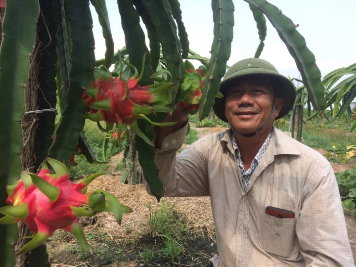 Mô hình trồng thanh long trên núi đá Báo Bắc Kạn điện tử #37 Mô hình trồng thanh long trên núi đá Báo Bắc Kạn điện tử