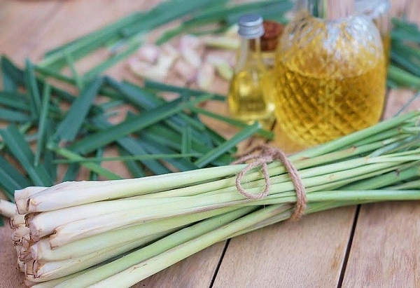 Các tác dụng của cây sả đối với sức khỏe người cao tuổi