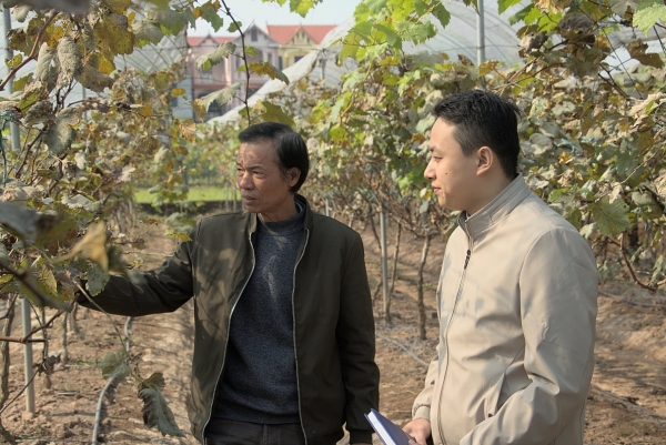 Vườn nho Hạ đen của ông Nguyễn Văn Nội