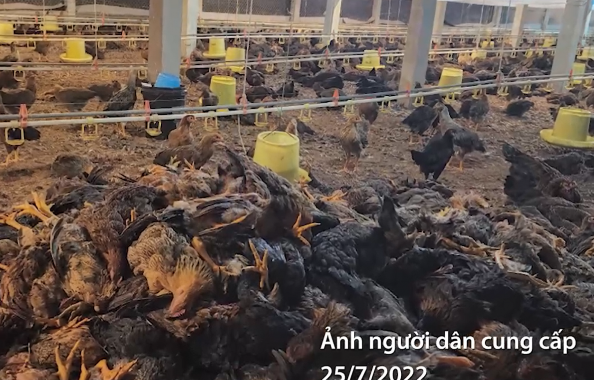 Phú Thọ: Hàng nghìn con gà bị chết ngạt do sự cố điện